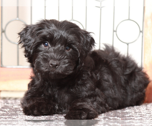 YorkiePoo Puppy for sale in NAPLES, FL, USA