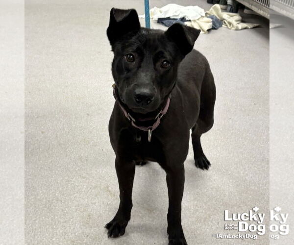 Medium Photo #2 Labrador Retriever-Unknown Mix Puppy For Sale in Washington, DC, USA