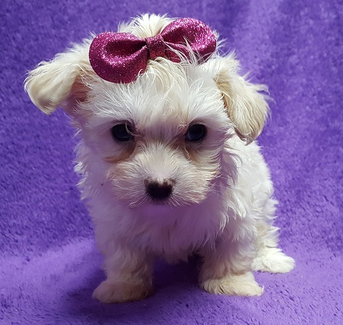 Medium Photo #4 Coton de Tulear Puppy For Sale in BUFFALO, MO, USA