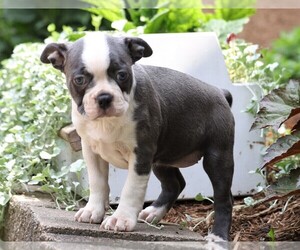 Boston Terrier Puppy for sale in FREDERICKSBG, OH, USA