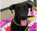 Small Labrador Retriever Mix