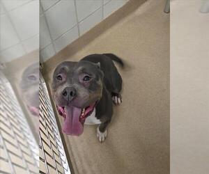American Pit Bull Terrier Dogs for adoption in Derwood, MD, USA
