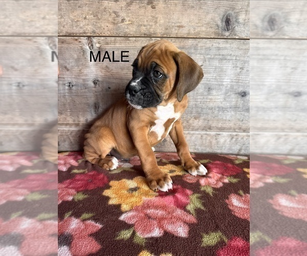 Medium Photo #3 Boxer Puppy For Sale in VERMONTVILLE, MI, USA