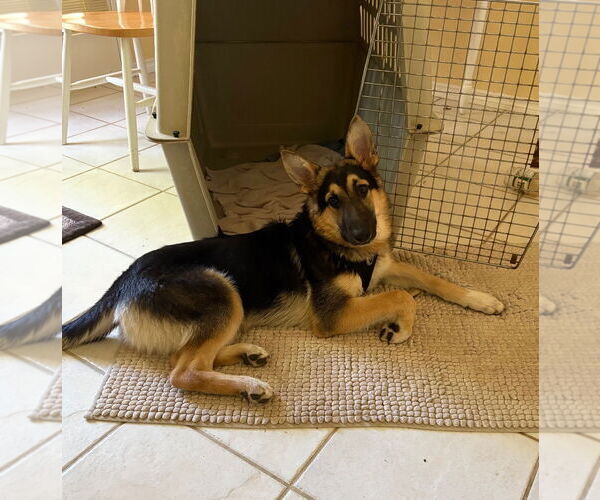 Medium Photo #2 German Shepherd Dog-Unknown Mix Puppy For Sale in Euless, TX, USA