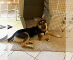 Small #1 German Shepherd Dog Mix