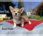 Puppy Red Male Pembroke Welsh Corgi