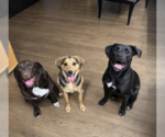 Small #2 Labrador Retriever Mix