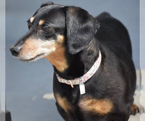 Dixie in TN (looking for a forever foster) - Female Dachshund Dog for Adoption - Photo #5