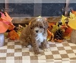 Milo - Male Cavapoo (Miniature) Puppy for Sale - Photo #5