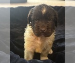 Small #8 Newfoundland