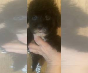 Maltese-Poodle (Toy) Mix Puppy for Sale in VENETA, Oregon USA