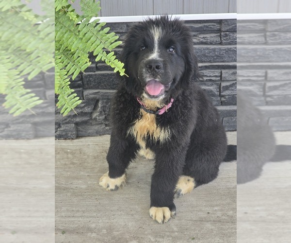 Medium Photo #7 Newfoundland Puppy For Sale in TILTON, IL, USA