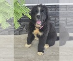 Small #6 Newfoundland