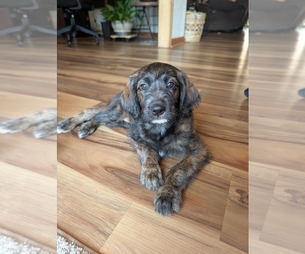Medium Photo #3 Double Doodle Puppy For Sale in VALDESE, NC, USA
