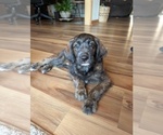 Small Photo #3 Double Doodle Puppy For Sale in VALDESE, NC, USA
