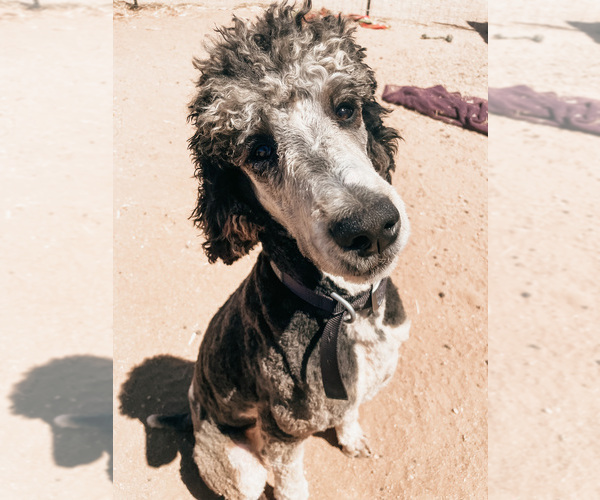 Medium Photo #1 Sheepadoodle Puppy For Sale in COLORADO SPRINGS, CO, USA