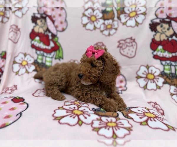Medium Photo #7 Cock-A-Poo Puppy For Sale in LAKELAND, FL, USA