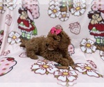 Small #6 Cock-A-Poo