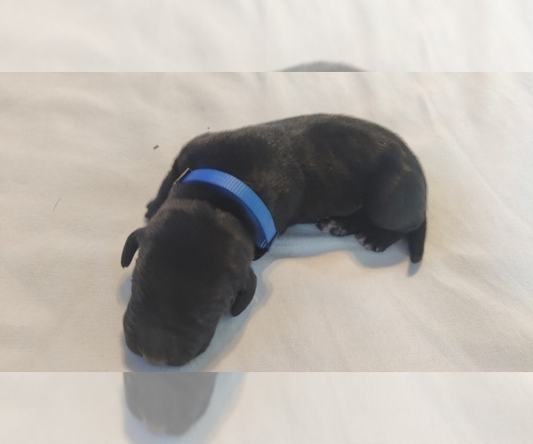 Medium Photo #1 Vizsla-Weimaraner Mix Puppy For Sale in CUMMING, GA, USA