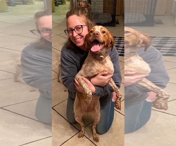 Medium Photo #9 Brittany Puppy For Sale in Curwensville, PA, USA