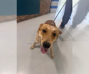 Mutt Dogs for adoption in Temple, TX, USA