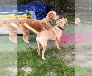 Peanut (AL) - Male Labrador Retriever-Unknown Mix Dog for Adoption - Photo #52