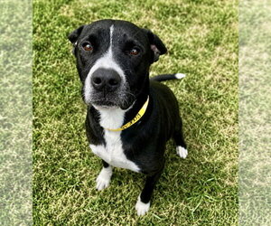 Tito - Male Borador Dog for Adoption - Photo #4