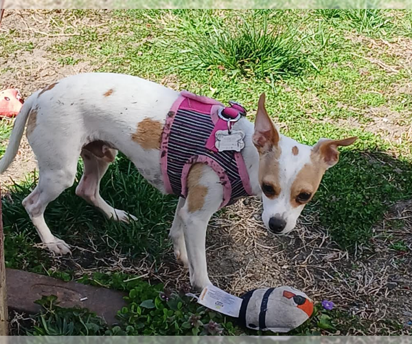 Medium Photo #6 Chihuahua-Unknown Mix Puppy For Sale in Cranston, RI, USA