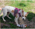 Small #5 Chihuahua Mix