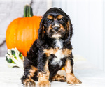 Small #9 Cocker Spaniel