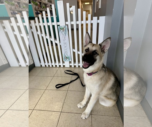 Medium Photo #2 Alaskan Malamute-German Shepherd Dog Mix Puppy For Sale in Clinton , MI, USA