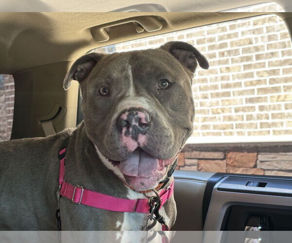 Medium Photo #2 American Pit Bull Terrier-Unknown Mix Puppy For Sale in Virginia Beach, VA, USA