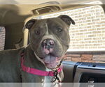 Small #1 American Pit Bull Terrier Mix
