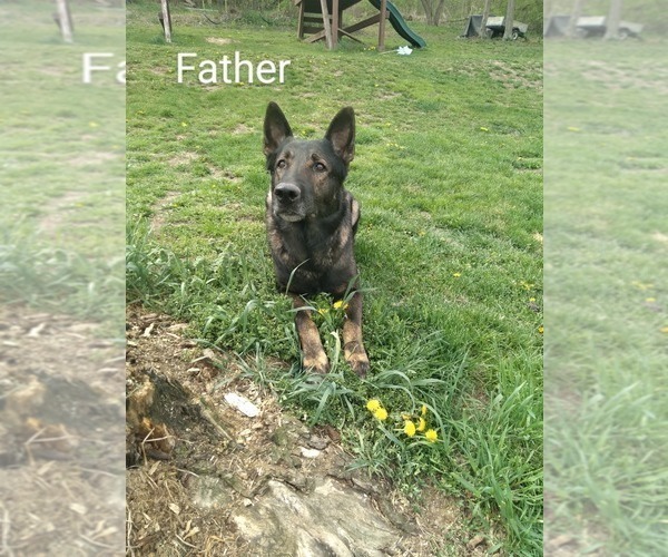 Medium Photo #10 German Shepherd Dog Puppy For Sale in BEAVER FALLS, PA, USA