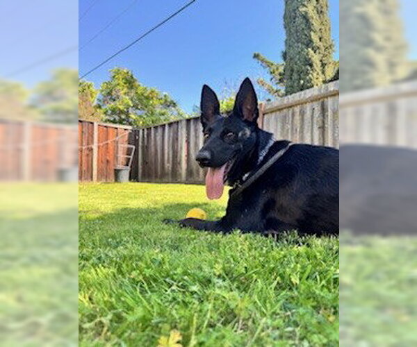 Medium Photo #3 German Shepherd Dog-Unknown Mix Puppy For Sale in Fremont, CA, USA