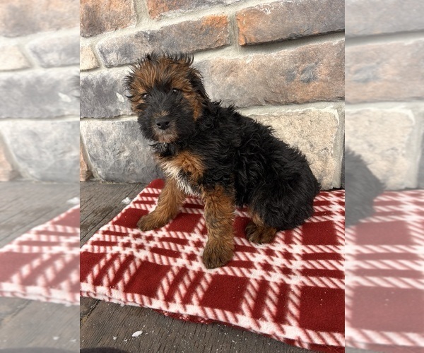 Medium Photo #4 Whoodle (Miniature) Puppy For Sale in MIDDLEBURY, IN, USA