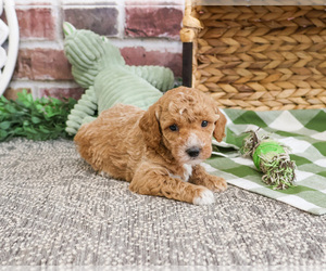 Poodle (Miniature) Puppy for sale in SYRACUSE, IN, USA