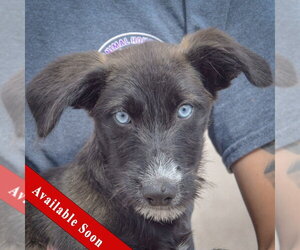 Siberian Husky-Unknown Mix Dogs for adoption in Huntley, IL, USA