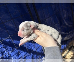 Australian Shepherd Puppy for sale in PISGAH, AL, USA