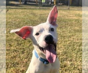 Mutt Dogs for adoption in Canton, CT, USA