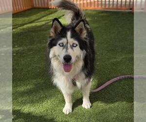 Siberian Husky-Unknown Mix Dogs for adoption in Las Vegas, NV, USA