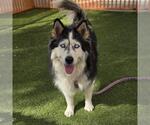 *DAISY MAE - Female Siberian Husky-Unknown Mix Dog for Adoption - Small photo