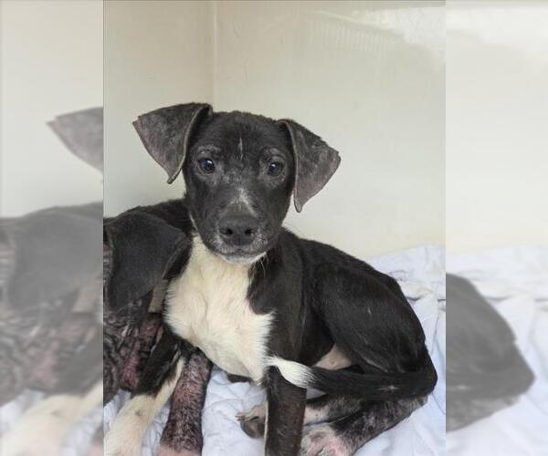 Medium Photo #1 Labrador Retriever-Unknown Mix Puppy For Sale in Mobile, AL, USA