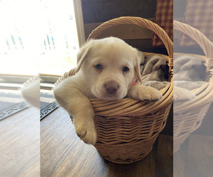 Labrador Retriever Puppy for Sale in GREAT FALLS, South Carolina USA