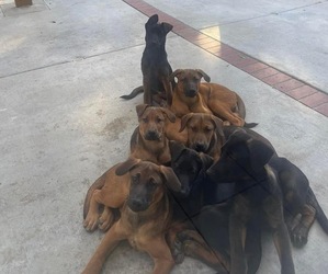 Akita-Doberman Pinscher Mix Puppy for sale in CHULA VISTA, CA, USA