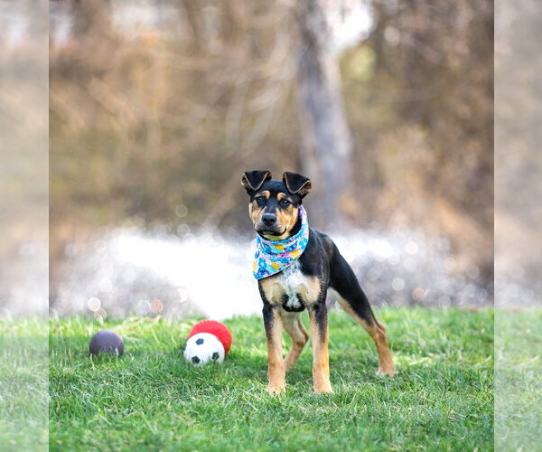 Medium Photo #3 Mutt Puppy For Sale in Unionville, PA, USA