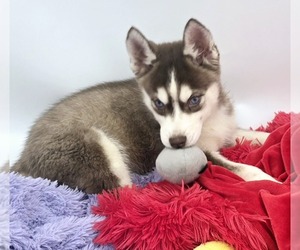 Siberian Husky Puppy for sale in SANDY HOOK, KY, USA