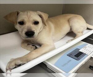 Chihuahua-Unknown Mix Dogs for adoption in Tracy, CA, USA