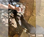 Small #10 American Pit Bull Terrier-Bulldog Mix