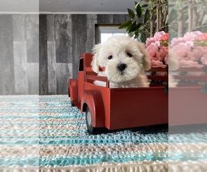 Havaton Puppy for sale in CANOGA, NY, USA